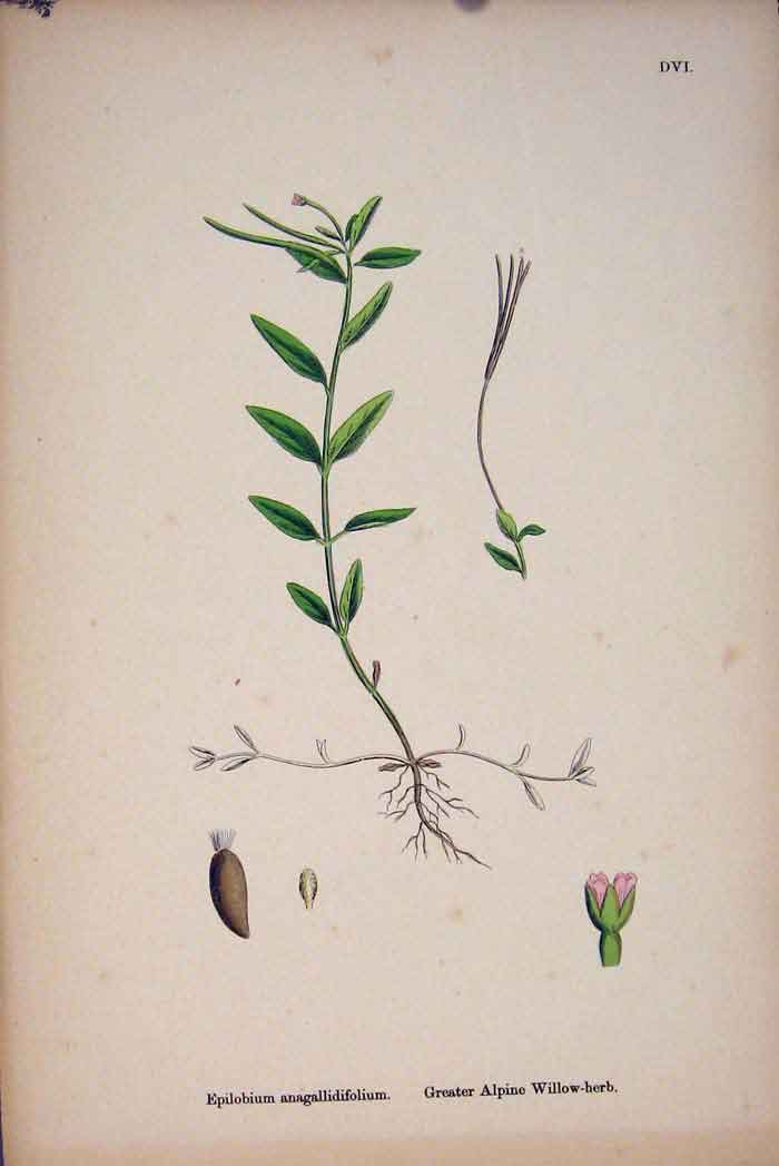 Old Antique Print Alpine Willow-Herb Flower Plant Colour Fine Art C187 A 19th