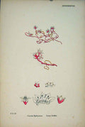 Original Old Antique Print Lesser Dodder Pink Flower Plant Colour A