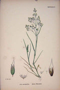 Old Antique Print Silver Silvery Hair Grass Flower Plant Colour Fine Art A