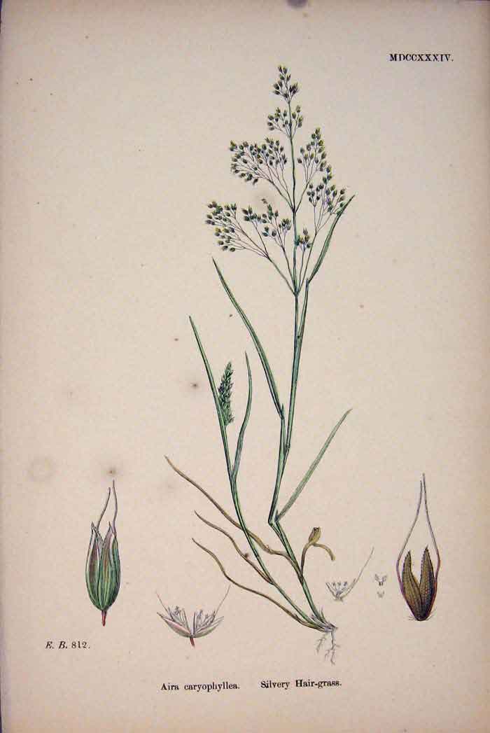Old Antique Print Silver Silvery Hair Grass Flower Plant Colour Fine Art A