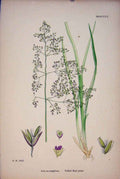 Original Old Antique Print Tufted Hair Grass Flower Plant Purple Colour Pri A