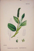 Original Old Antique Print Pondweed Colour Plant Flower Weed 18 A 19th Century