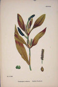 Original Old Antique Print Reddish Pondweed Flower Plant Weed Colour Fine Art A