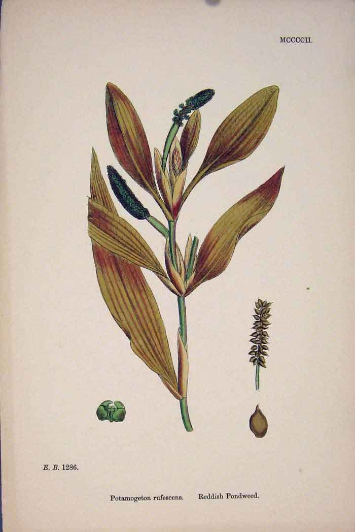 Original Old Antique Print Reddish Pondweed Flower Plant Weed Colour Fine Art A