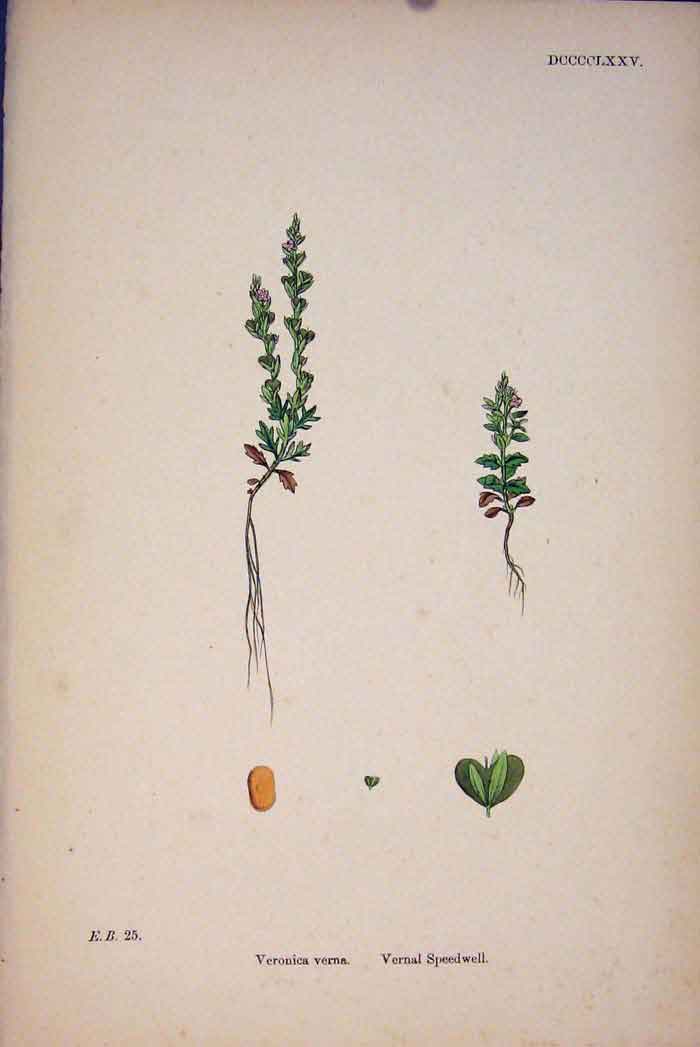 Original Old Antique Print Vernal Speedwell Flower Plant Colour A