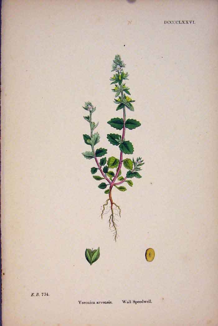 Original Old Antique Print Wall Speedwell Plant Flower Colour Fine Art C187 A
