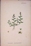 Original Old Antique Print Annual Speedwell Flower Plant Colour A