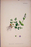 Original Old Antique Print Smooth Speedwell Purple Flower Plant Colour Pri A
