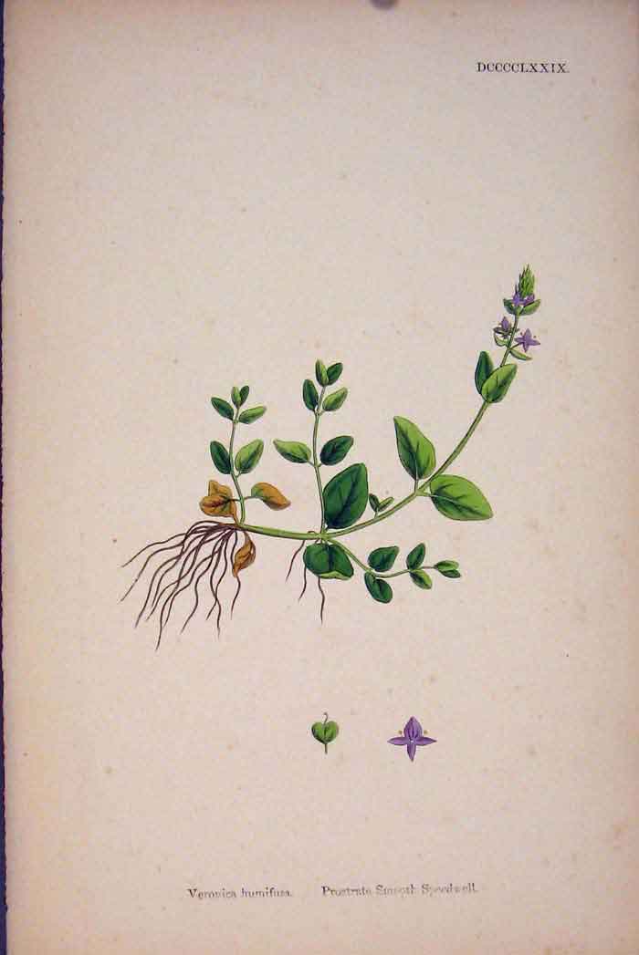 Original Old Antique Print Smooth Speedwell Purple Flower Plant Colour Pri A