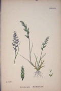 Original Old Antique Print Hard Meadow Grass Flower Plant Colour 187 A Victorian