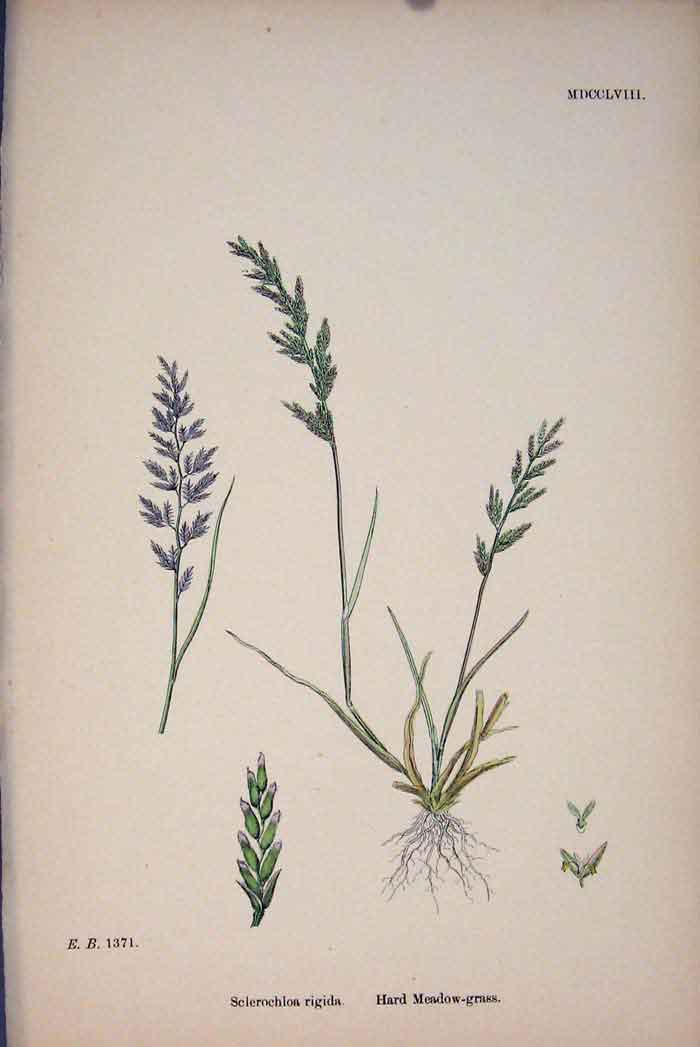 Original Old Antique Print Hard Meadow Grass Flower Plant Colour 187 A Victorian
