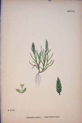 Original Old Antique Print Dwarf Grass Plant Flower Colour C1878 A Victorian