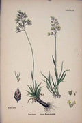Original Old Antique Print Alpine Meadow Grass Flower Plant Colour A