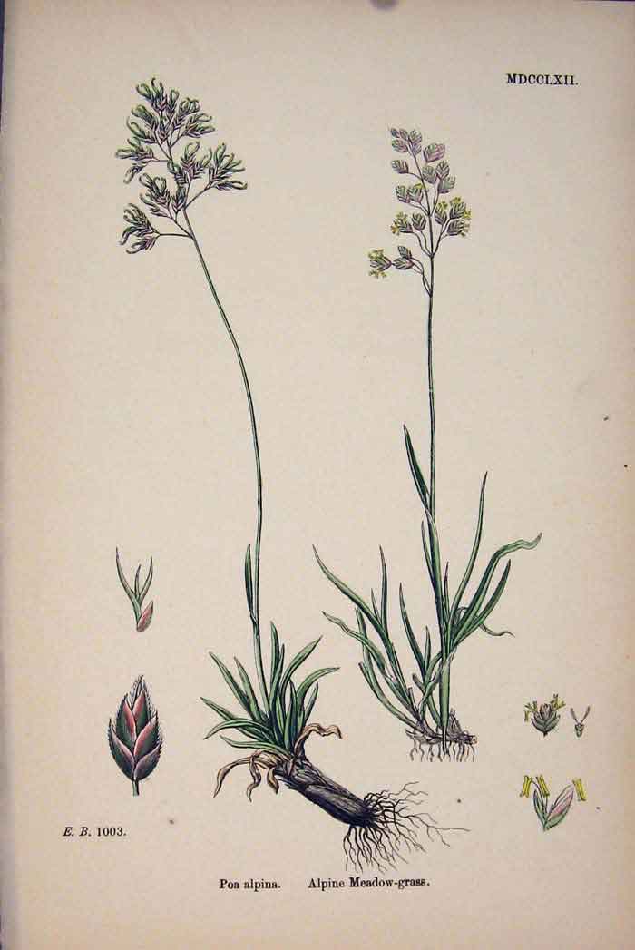 Original Old Antique Print Alpine Meadow Grass Flower Plant Colour A