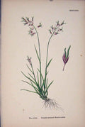 Original Old Antique Print Straight Meadow Grass Purple Flower Plant Fine Art A