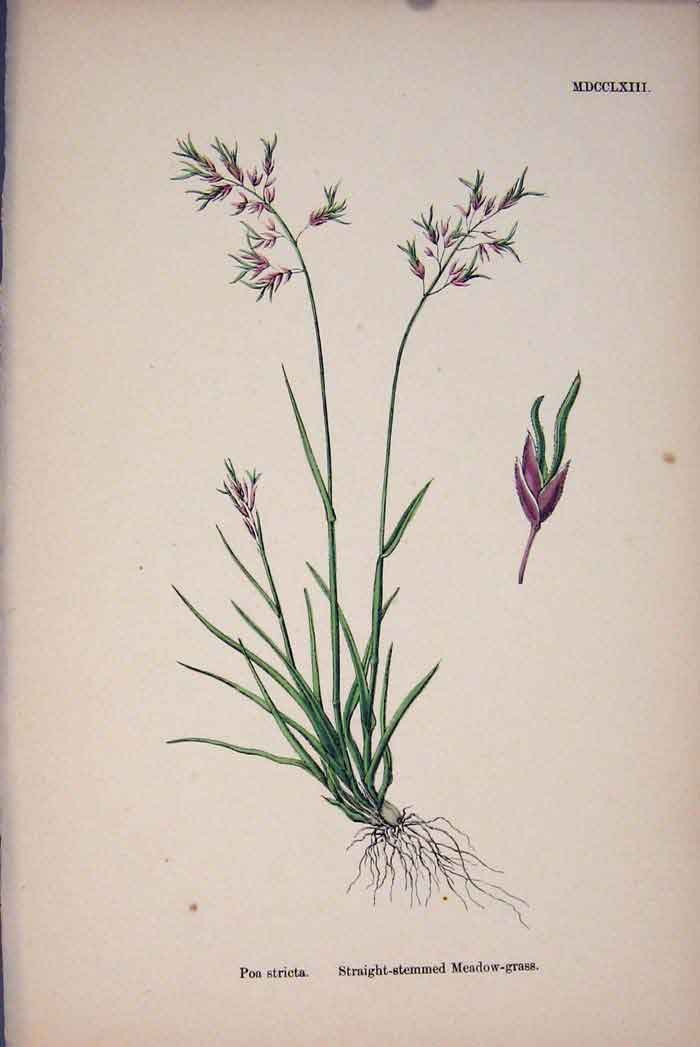 Original Old Antique Print Straight Meadow Grass Purple Flower Plant Fine Art A