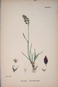 Original Old Antique Print Wavy Meadow-Grass Plant Flower Colour Fine Art C187 A