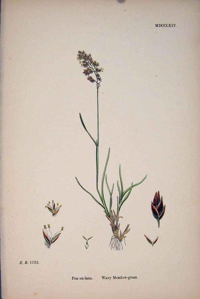 Original Old Antique Print Wavy Meadow-Grass Plant Flower Colour Fine Art C187 A