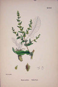 Original Old Antique Print Fiddle Dock Flower Plant Leave Fine Art C187 A 19th
