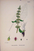 Original Old Antique Print Broad-Leaved Dock Colour Yellow Flower Plant C1878 A
