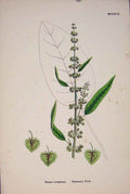 Original Old Antique Print Hartmans Dock Leaved Green Plant Flower Pri A