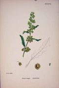 Original Old Antique Print Curled Dock Colour Flower C1878 A 19th