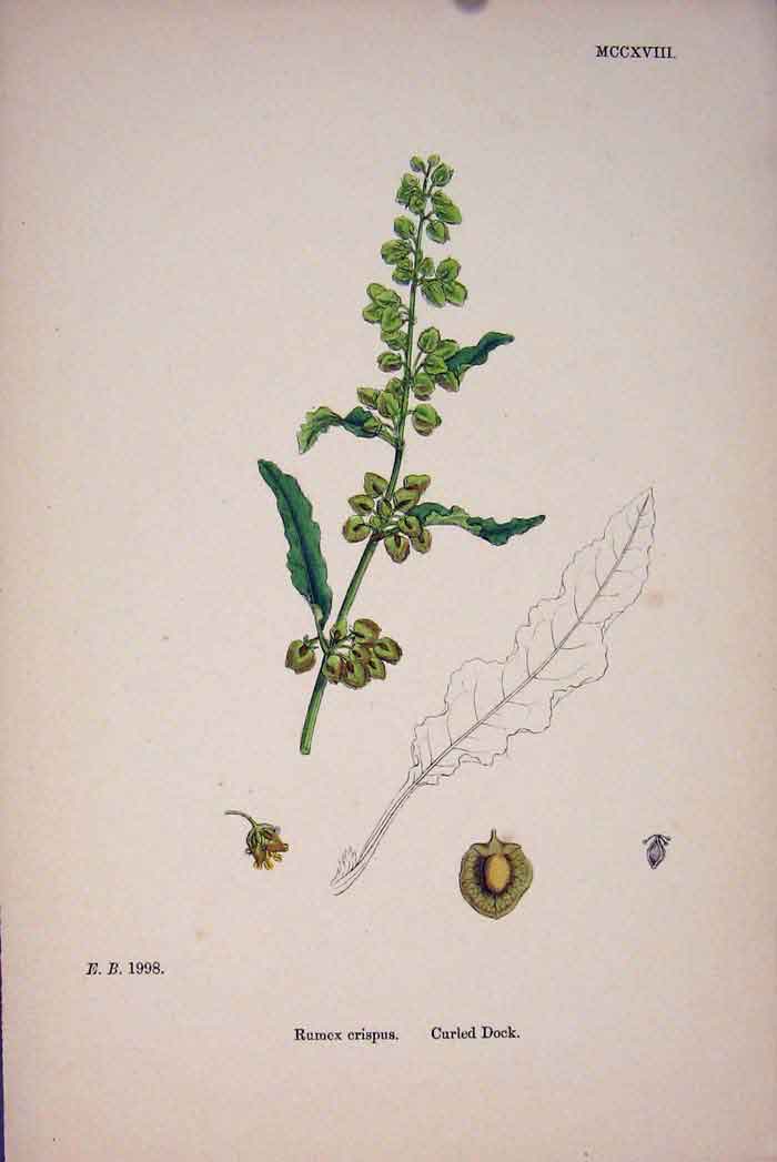 Original Old Antique Print Curled Dock Colour Flower C1878 A 19th