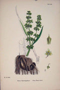 Original Old Antique Print Great Water Dock Colour Green Flower A
