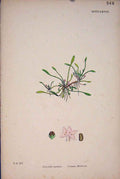Original Old Antique Print Common Mudwort Pink Colour Sead C187 A 19th