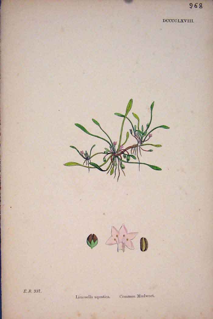Original Old Antique Print Common Mudwort Pink Colour Sead C187 A 19th