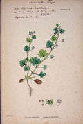 Old Antique Print Hederifolia Ivy-Leaved Speedwell Colour Fine Art C1878 A 19th