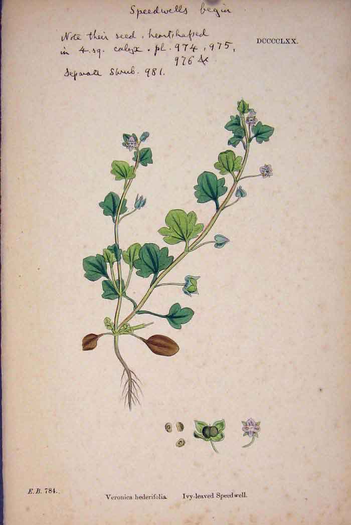 Old Antique Print Hederifolia Ivy-Leaved Speedwell Colour Fine Art C1878 A 19th