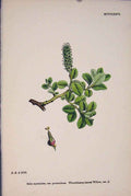 Original Old Antique Print Eberry-Leaved Willow Colour A