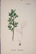 Original Old Antique Print Salix Grahami Graham'S Willow Colour C1878 A 19th