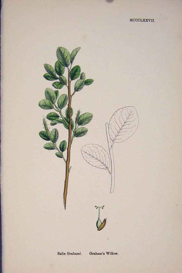 Original Old Antique Print Salix Grahami Graham'S Willow Colour C1878 A 19th