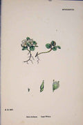Original Old Antique Print Salix Herebascea Least Willow Colour A