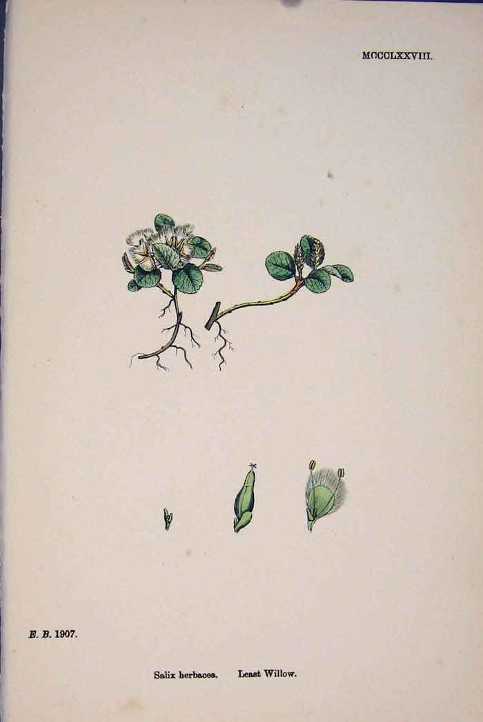 Original Old Antique Print Salix Herebascea Least Willow Colour A