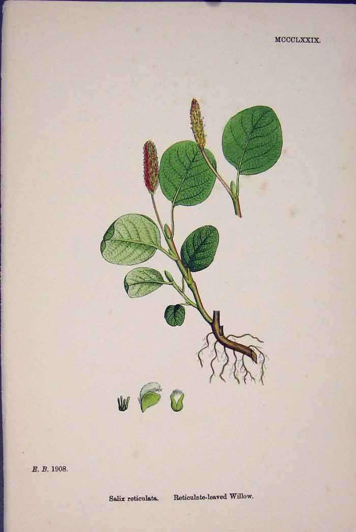 Original Old Antique Print Salix Reticulata Leave Willow Colour C1878 A 19th