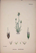 Original Old Antique Print Aira Praecox Early Hair-Grass Colour A