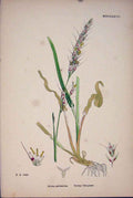 Original Old Antique Print Avena Pubescens Downy Oat Grass Colour C1878 A 19th