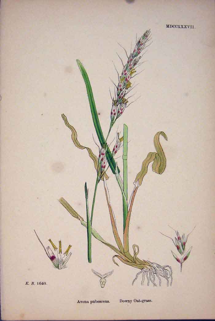 Original Old Antique Print Avena Pubescens Downy Oat Grass Colour C1878 A 19th