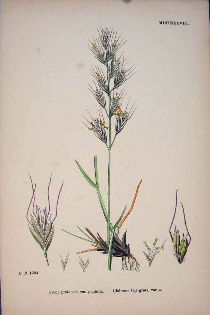Original Old Antique Print Avena Pratensis Glabrous Oat Grass Colour C187 A 19th