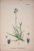 Original Old Antique Print Triodia Decumbens Decumbent Heath Grass Colour Prin A