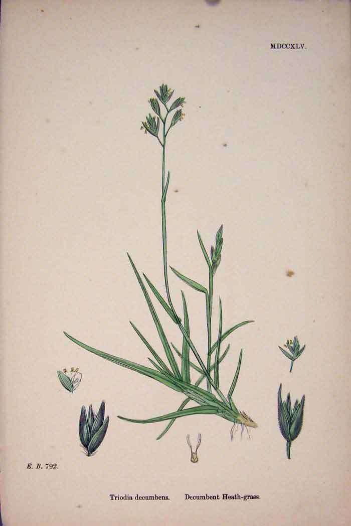 Original Old Antique Print Triodia Decumbens Decumbent Heath Grass Colour Prin A