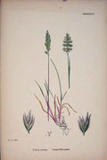 Original Old Antique Print Koleria Cristata Crested Hair Grass Colour C187 A