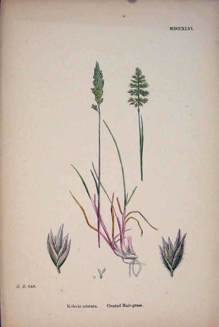 Original Old Antique Print Koleria Cristata Crested Hair Grass Colour C187 A