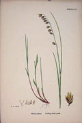 Original Old Antique Print Melica Nutans Nodding Melic Grass Colour C1878 A 19th