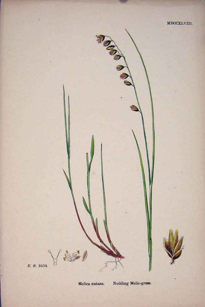 Original Old Antique Print Melica Nutans Nodding Melic Grass Colour C1878 A 19th