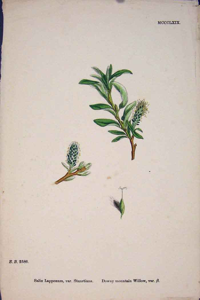 Original Old Antique Print Salix Lapponum Downy Mountain Willow Colour A