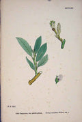 Original Old Antique Print Salix Lapponum Downy Mountain Willow Colour *1 A